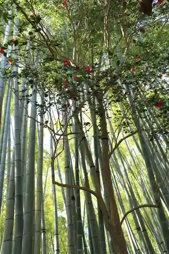 報国寺(神奈川県)