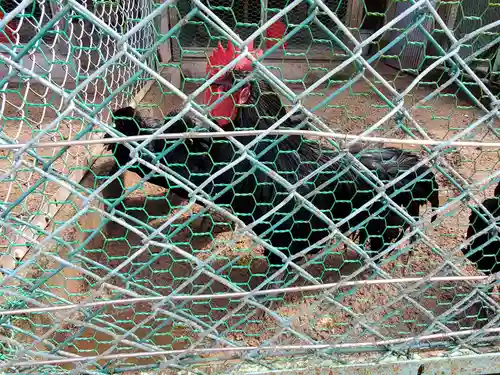 玉祖神社の動物