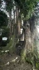 萩日吉神社の自然