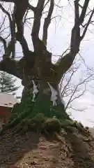 熊野皇大神社の自然