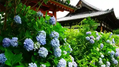 般若寺 ❁﻿コスモス寺❁の自然