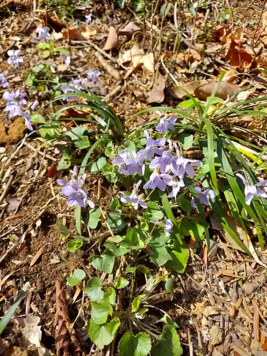 高尾山薬王院の自然