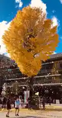 神田神社（神田明神）の自然