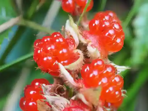 気多神社の自然