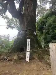 薦神社(大分県)