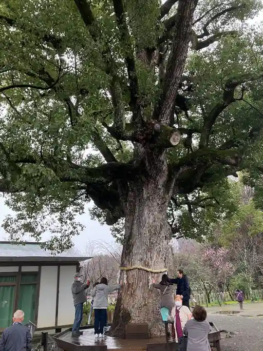 平野神社の自然