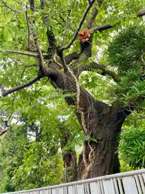 大運寺(神奈川県)