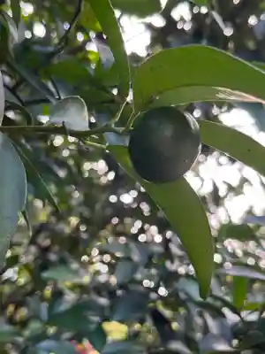 梅宮神社の自然