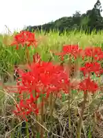 斑鳩神社の自然
