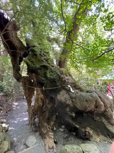 來宮神社の自然