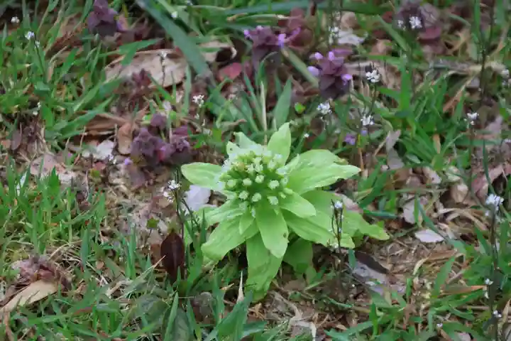 鹿島大神宮の自然