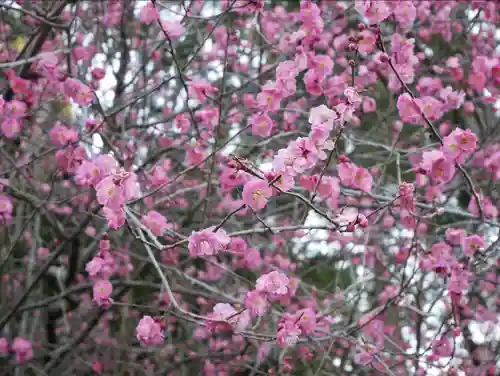 穂高神社本宮の自然