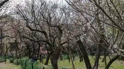 梅宮大社(京都府)