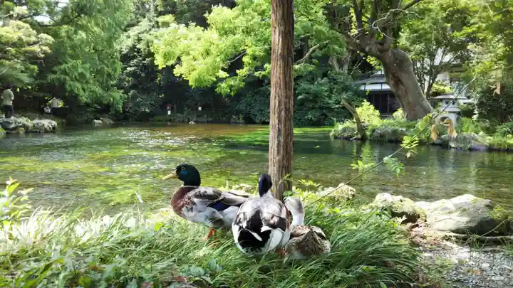富士山本宮浅間大社の動物