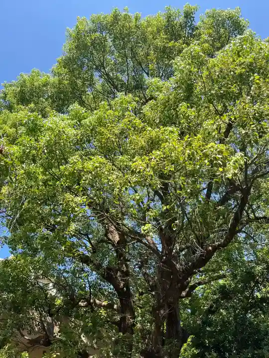 稲毛神社(神奈川県)