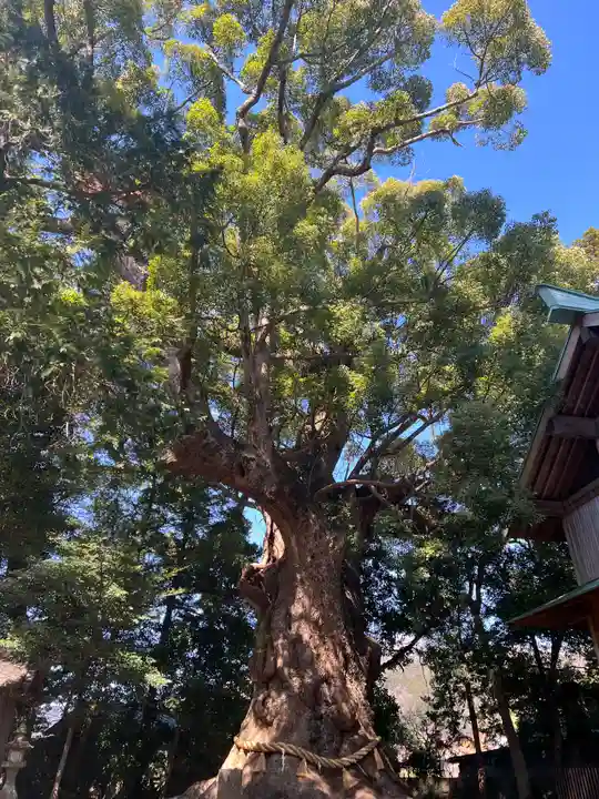川津来宮神社(静岡県)