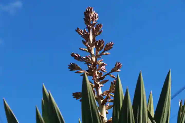 大六天麻王神社の自然