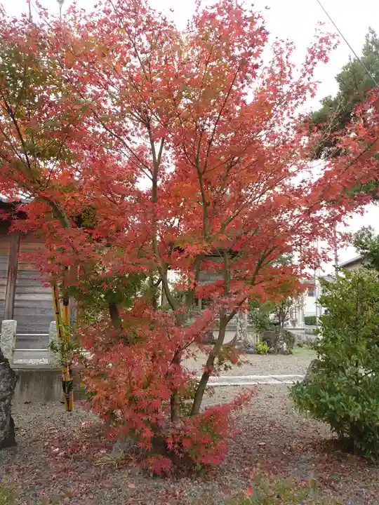 八坂神社の自然
