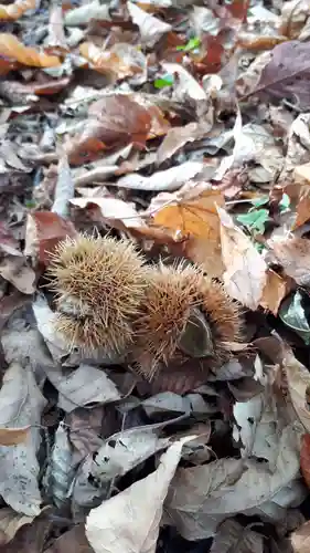 手稲神社の自然