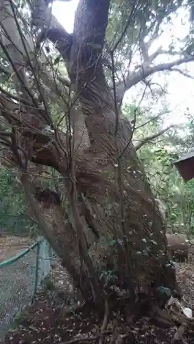 天神社の自然