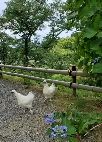 高屋敷稲荷神社の動物