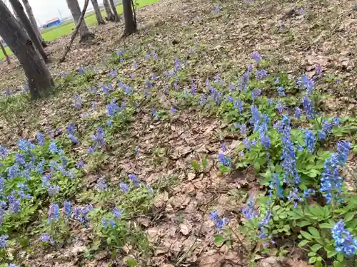 西当別神社の自然