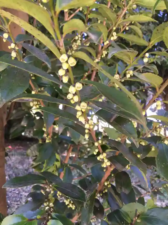 鹿嶋神社の自然