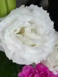 上尾御嶽神社の手水舎(2024年05月26日(日) 15時46分16秒投稿)