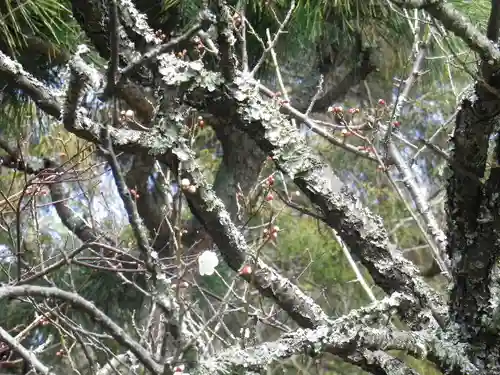 浄光明寺の自然
