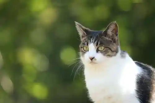 玉野御嶽神社の動物