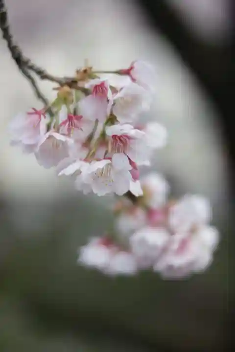 密藏院(埼玉県)