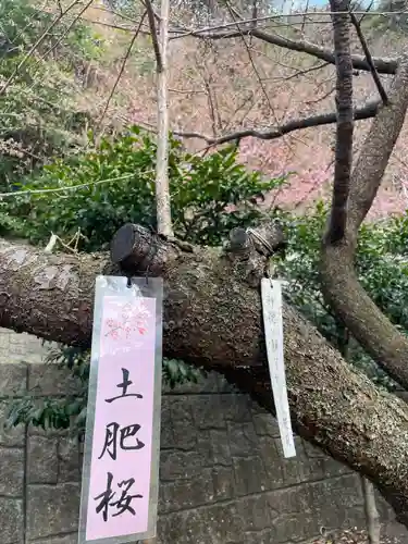 土肥神社(静岡県)