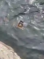 赤城神社の動物