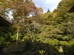 青龍山 吉祥寺の自然