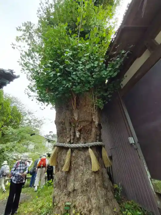 蛭子神社の自然