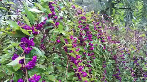 平野神社(京都府)