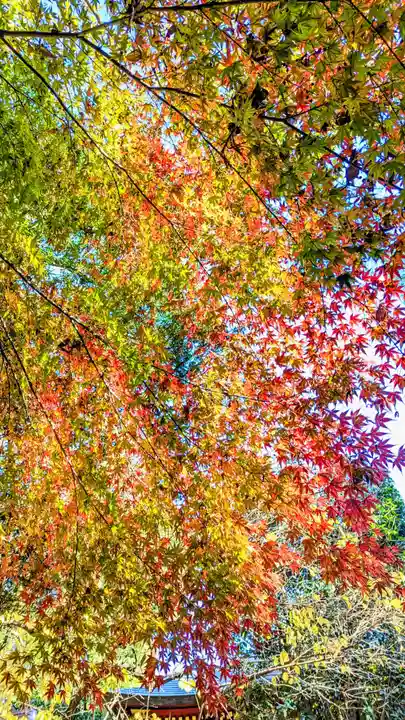 冠稲荷神社の自然