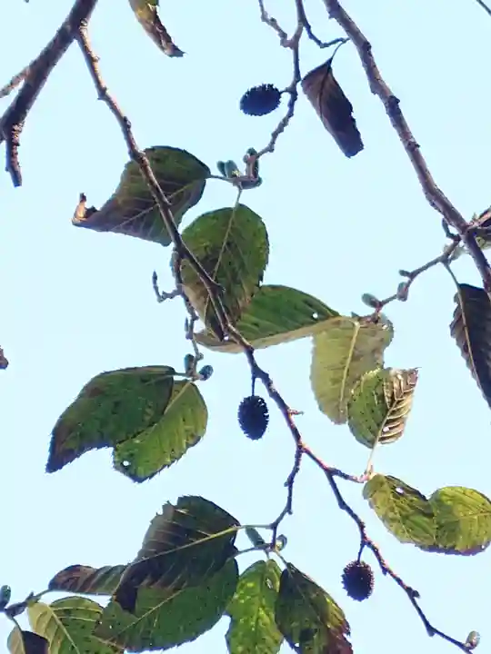 六甲比命大善神社の自然