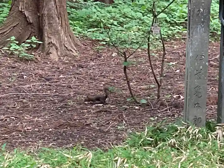 北海道神宮の動物