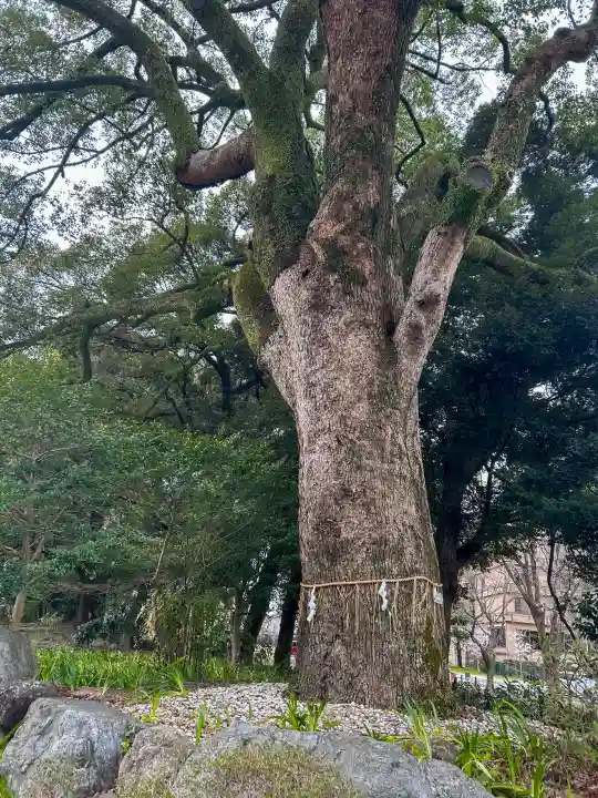 岐阜護國神社の{uncategorized: "未分類", other: "その他", undefined: "問題あり", building: "その他建物", grave: "お墓", sacred_gate: "鳥居", guardian: "狛犬", statue: "像", buddha: "仏像", history: "歴史", nature: "自然", garden: "庭園", animal: "動物", pagoda: "塔", temizu: "手水舎", mountain_gate: "山門・神門", sanctuary: "本殿・本堂", subordinate: "末社・摂社", art: "芸術", scenery: "景色", jizo: "地蔵", ema: "絵馬", goshuin: "御朱印", omikuji: "おみくじ", items: "授与品その他", amulet: "お守り", goshuincho: "御朱印帳", eats: "食事", festival: "お祭り", votive_dance: "神楽", shichigosan: "七五三参", wedding: "結婚式", experience: "体験その他", initially: "初詣", around: "周辺", anti_infection: "感染症対策"}