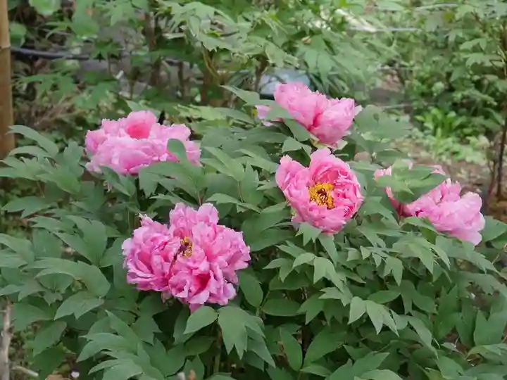 東長谷寺 薬王院の自然