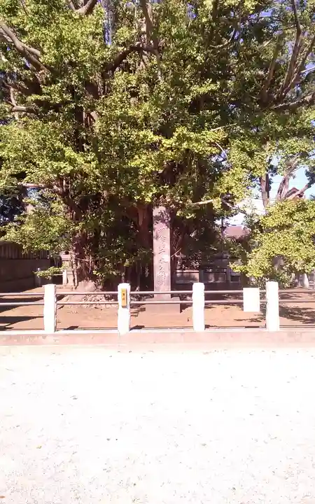 葛飾八幡宮の自然