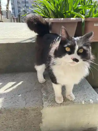 別所琴平神社の動物