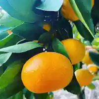 彦嶽宮(熊本県)