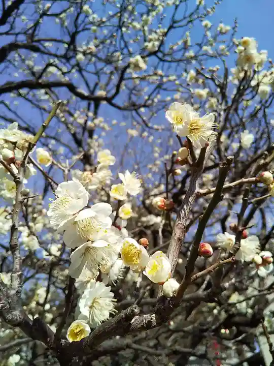 居木神社の自然