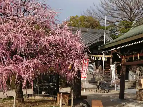 岡崎天満宮の自然