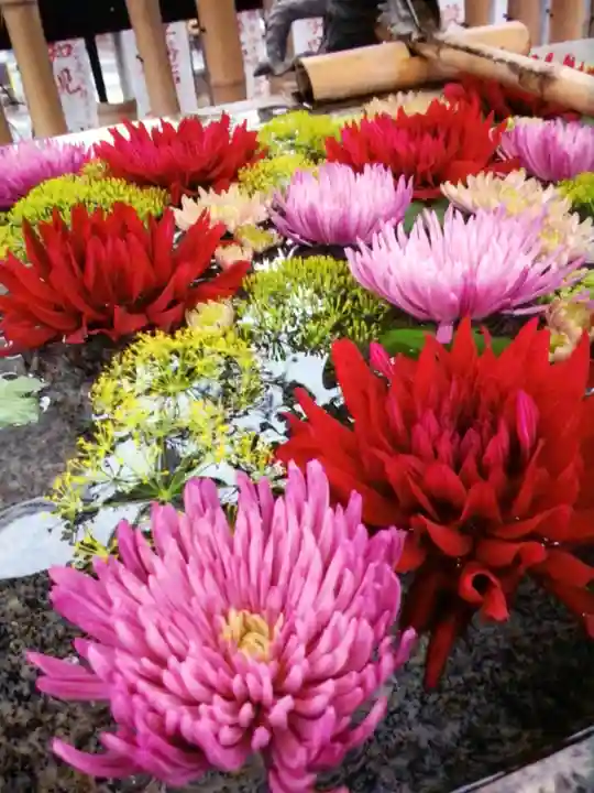 高円寺氷川神社(東京都)
