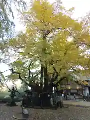 伊那下神社の自然