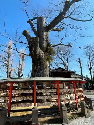 上野総社神社(群馬県)