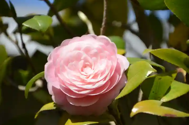 伊勢の国 四天王寺(三重県)